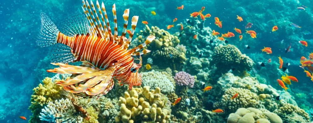 Sharm El Sheikh Turları