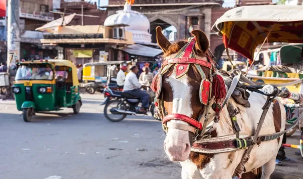 Nepal ve Hindistan Rotası Turu THY ile Ekstra Turlar Dahil / 8 Gece Otel Konaklamalı / İstanbul Çıkışlı - 4